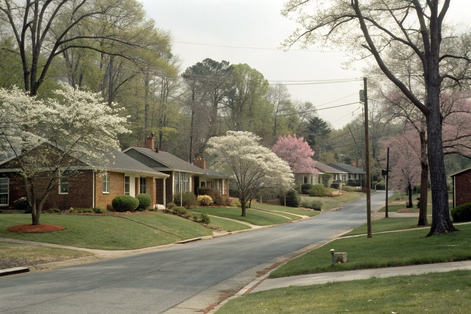 A street of brick ranch homes with shingle roofs and blooming dogwoods